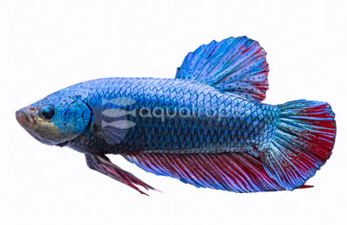 Male Halfmoon Roundtail :: 89604