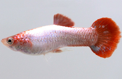 Red Coral Guppy, Male :: 89729