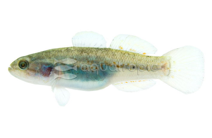Southern Purple-Spotted Gudgeon Goby :: 91188