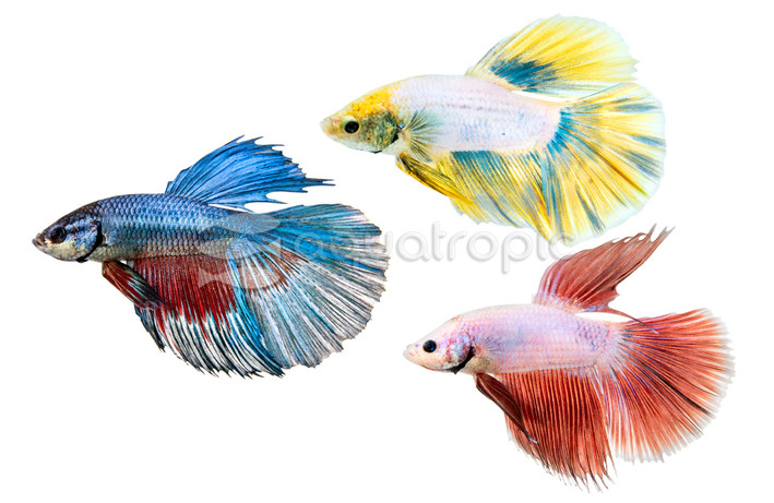 Mixed Color Super Dragon Scale Delta Betta, Male :: 91553