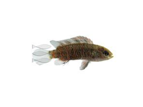 Badis :: 24993