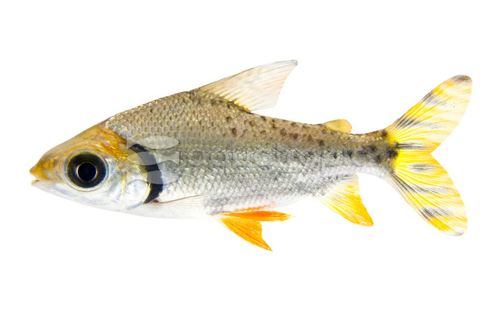 Flagtail Redfin Prochilodus :: 25512