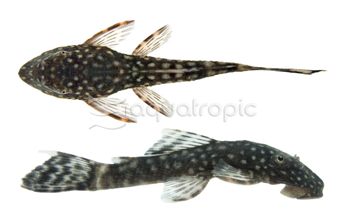 Bushy Nose Plecostomus L144 :: 75266