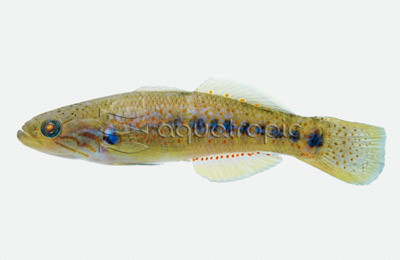 Banded Mogurnda Goby :: 12374