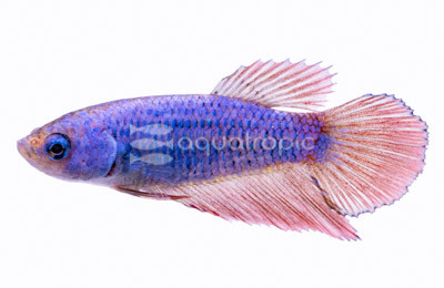Premium Betta, Female  :: 13467