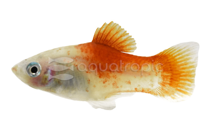 Peppermint Platy :: 16645