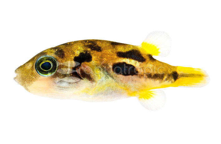 Indian (Pea) Pufferfish :: 17415