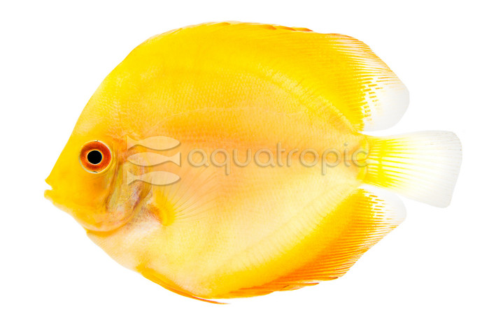 Marlboro Yellow Discus :: 20844