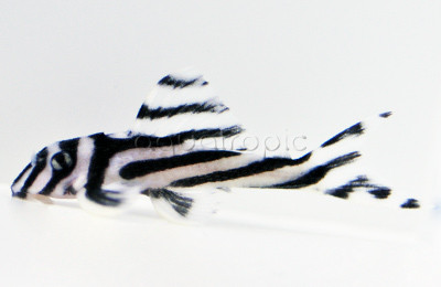 Zebra Altimira Plecostomus L46 :: 30046