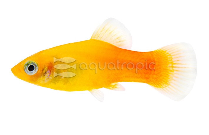 Sunset Fire Platy :: 32751