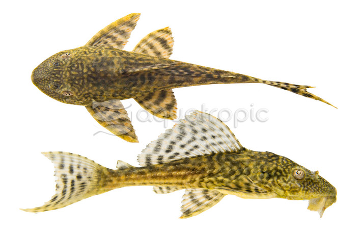 Trinidad Plecostomus :: 34511