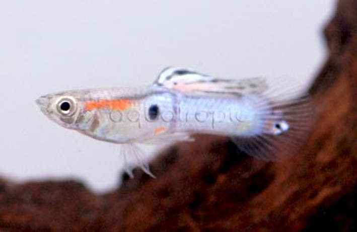 Endler's Blue Male :: 38329