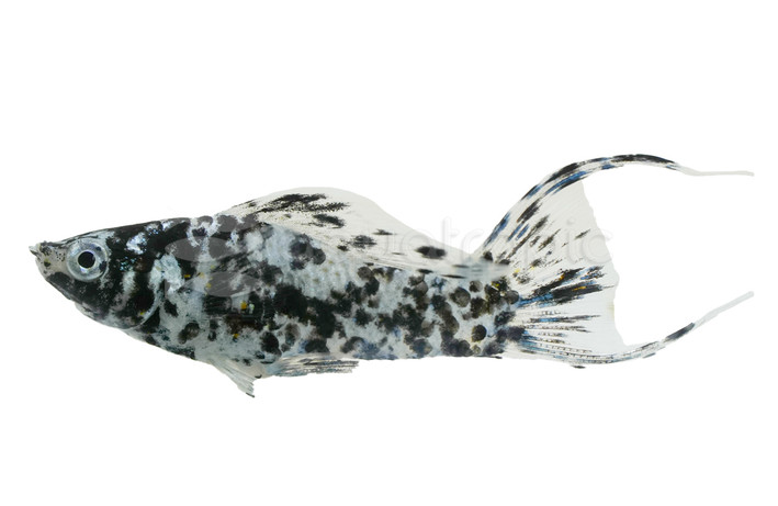 Dalmatian Lyretail Molly :: 51136