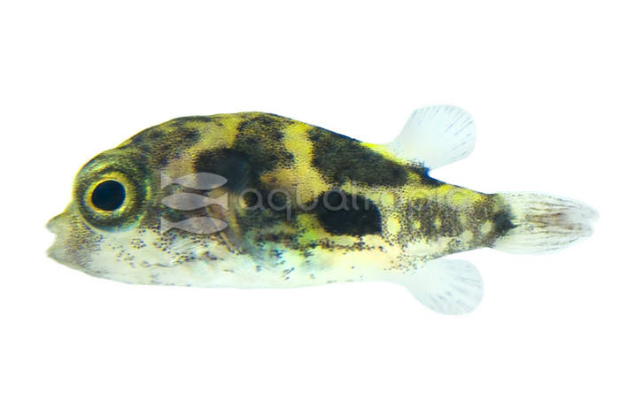 Malabar (Dwarf Indian) Pufferfish :: 64532