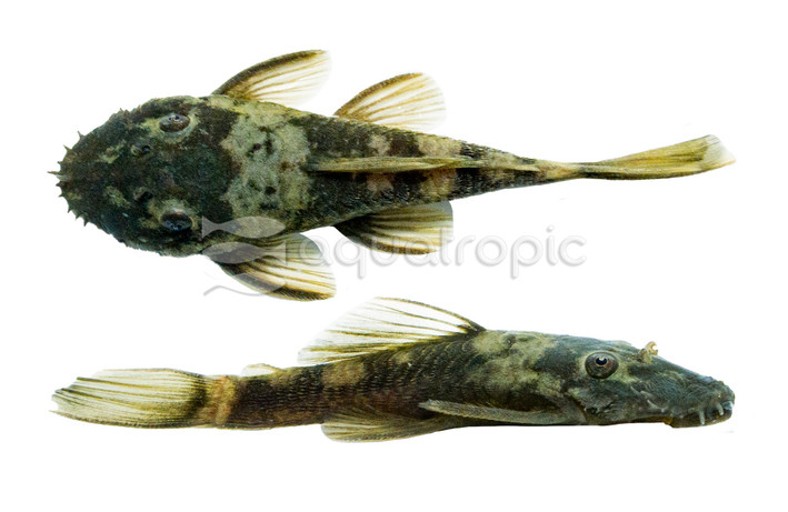 Green Dragon Bushy Nose Plecostomus :: 68499