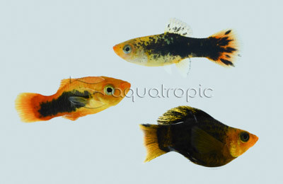 Mixed Variatus Platy :: 73590