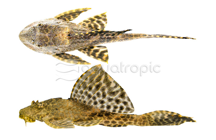 Gold Spotted Sailfin L-001 Plecostomus :: 73878