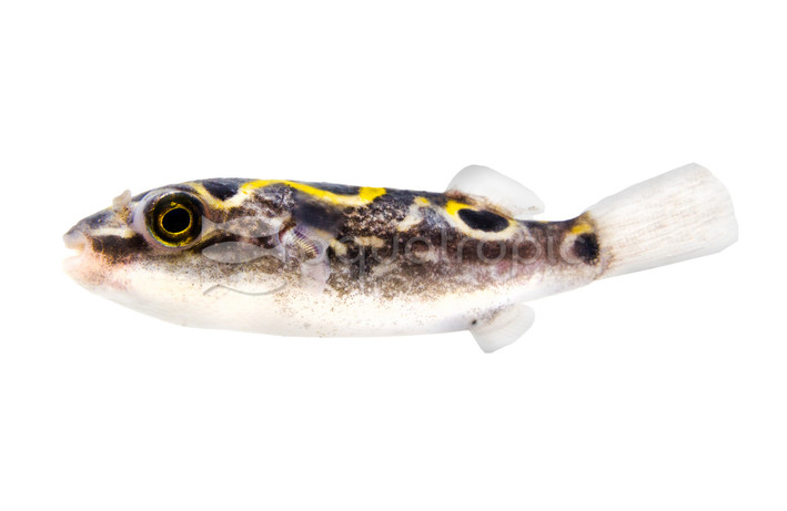 Figure 8 Pufferfish :: 77723