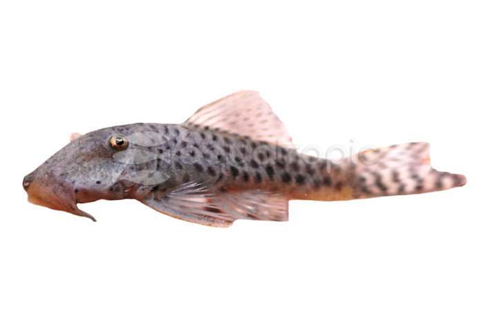 Spotted Rubbernose Plecostomus :: 81727