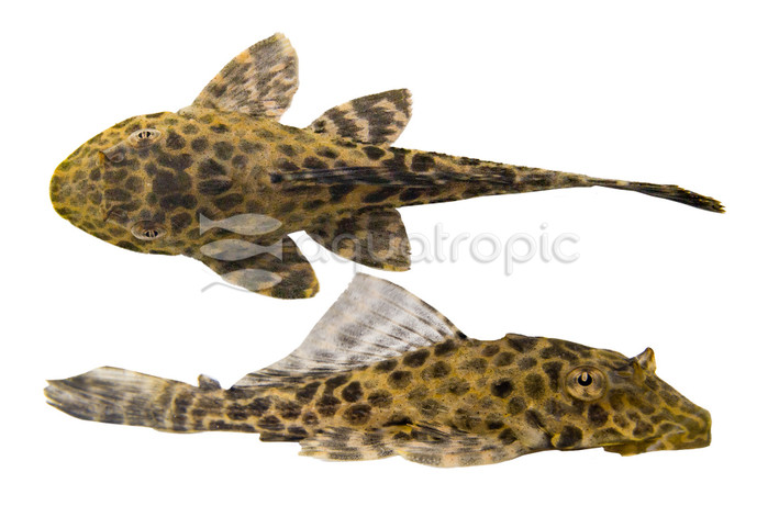 Sailfin Marble Plecostomus L-083 :: 89883