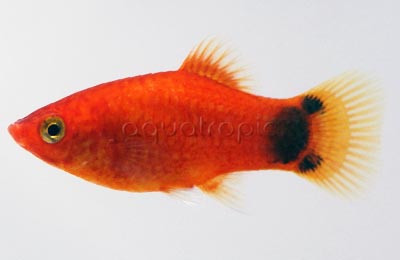 Neon Marigold Mickey Mouse Platy :: 98423