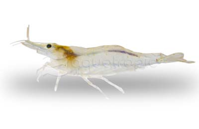 Flower Bamboo Shrimp, Juvenile :: 19579