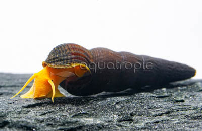 Yellow Rabbit Snail :: 26817