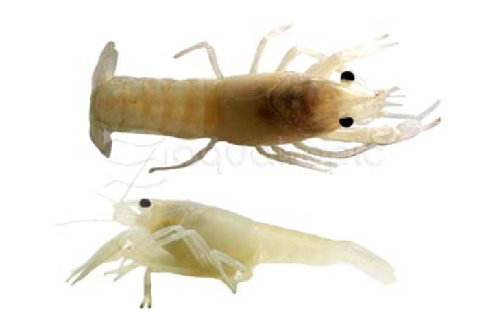 Vanilla Lobster :: 39537