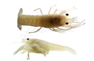 Vanilla Lobster :: 39537