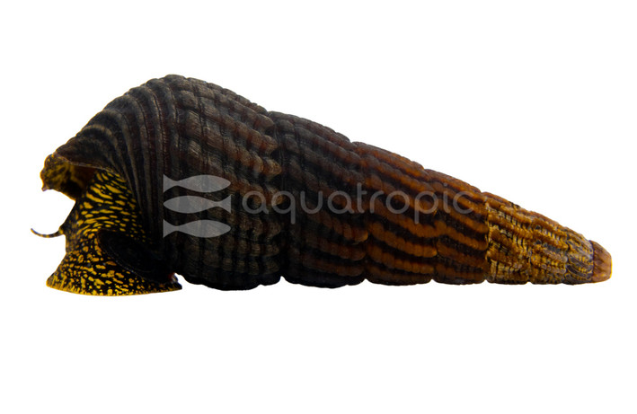 Yellow Spotted Rabbit Snail :: 41090