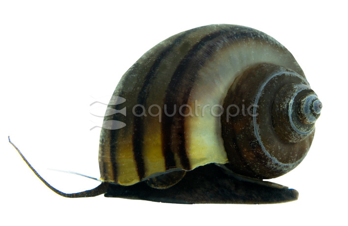 Black Mystery Snail :: 60068