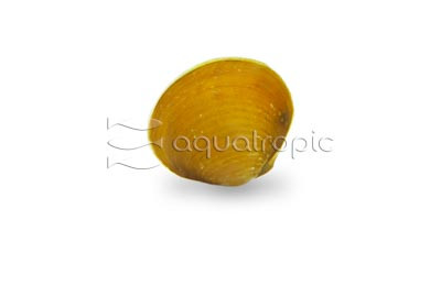 Yellow Mini Clam :: 86113