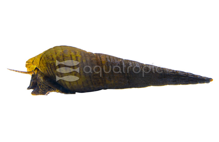 Chopstick Snail :: 92177