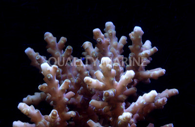 Loripes Acropora Coral :: 66015