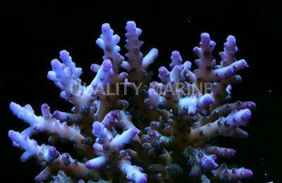 Ultra Loripes Acropora Coral :: 66016