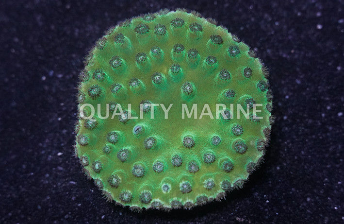 Green Large Polyp Cup Coral :: 52147
