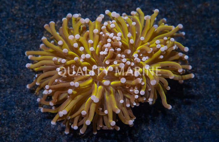 Gold Torch Coral :: 52333