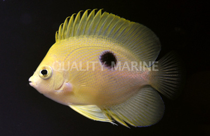 Narc Angelfish