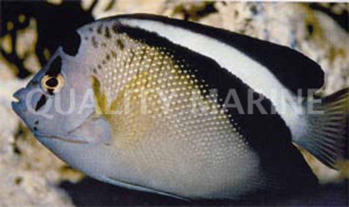 Griffis Angelfish, Juvenile