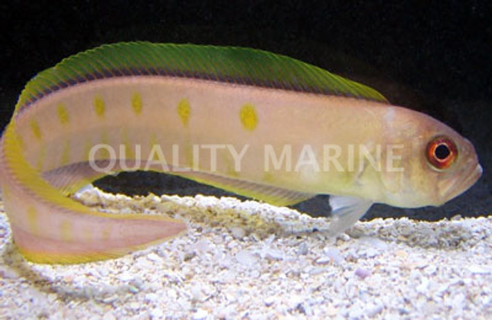 Orange Eel Pout Fish