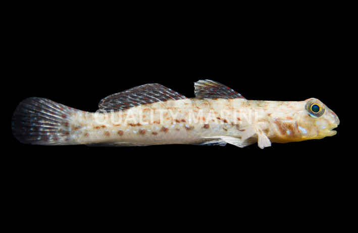 Decorated Goby