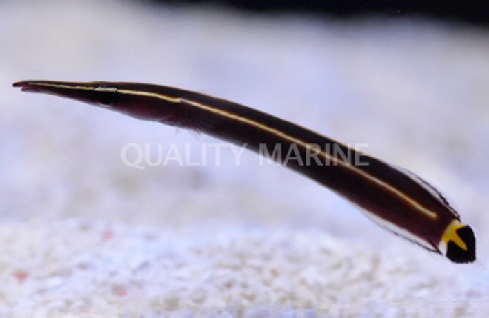 Yellow Striped Clingfish