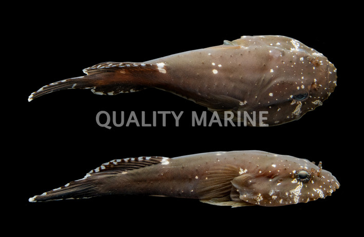 Yellow Striped Clingfish