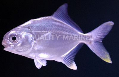 Pompano Fish