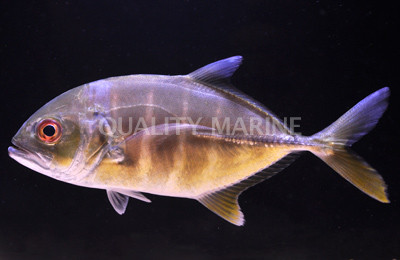 Coastal Trevally