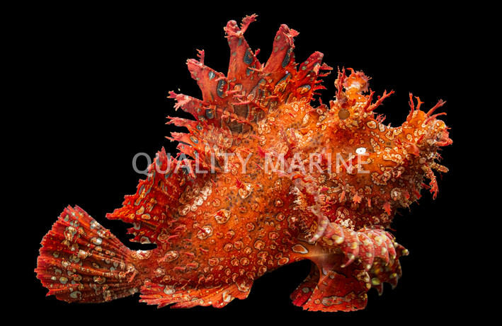 Purple/Red Frilly Scorpionfish