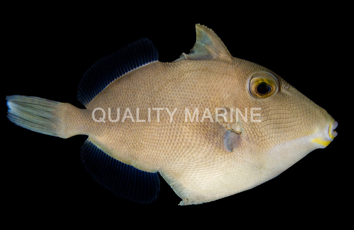Orange Side Triggerfish