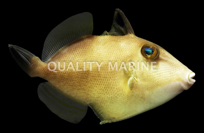 Starry Triggerfish