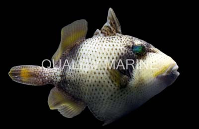 Titan Triggerfish