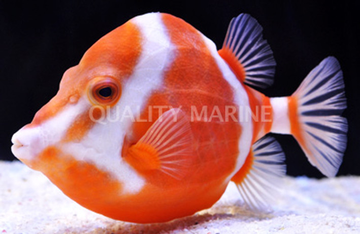 White Barred Boxfish, Male
